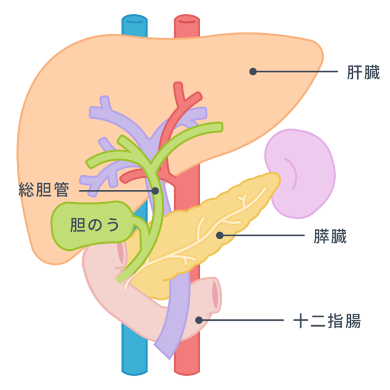 胆のう炎とは｜症状や治療、日常生活上の注意点について | 松戸市 千葉西総合病院